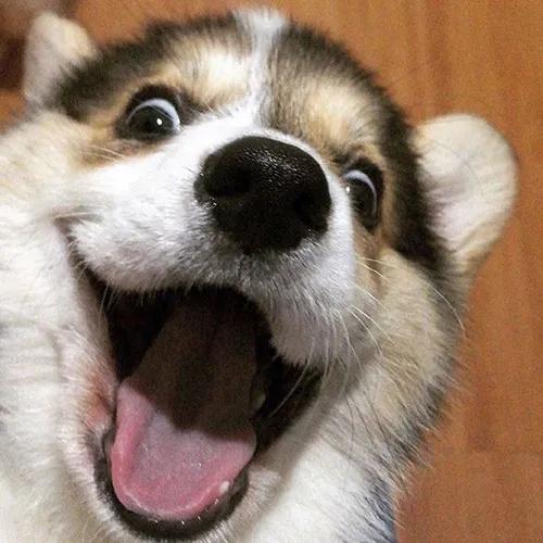 �����ޱȵİ������ﹷ������������ͥ�İ�ȫ-�ɰ���