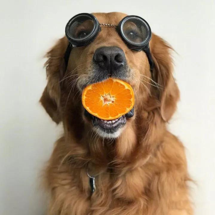 �����е�ʶ�Ĵ��ͳ��ﹷ����ͻ�������緶-�ɰ���