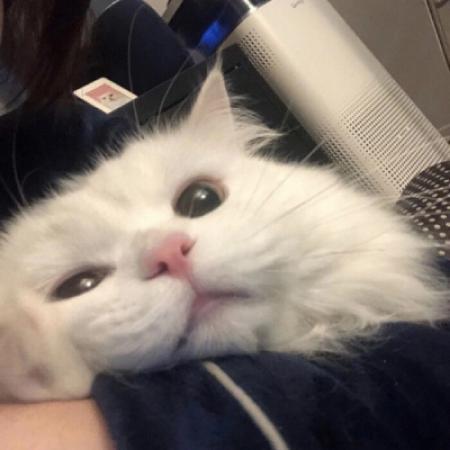 青春爽朗的宠物可爱的名字浪漫新颖-可爱点