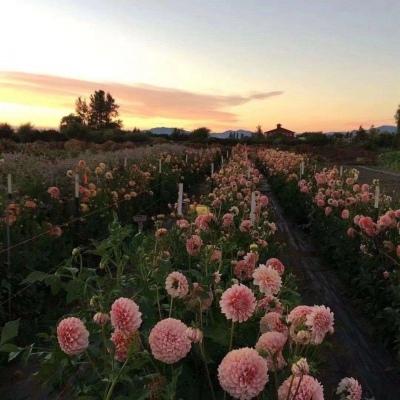 �������ϵ���־����Ϊ������Ŭ��-�ɰ���