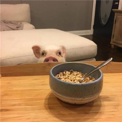 �����ĳ���Ӣ����������Ҫ�ػ��͸���-�ɰ���