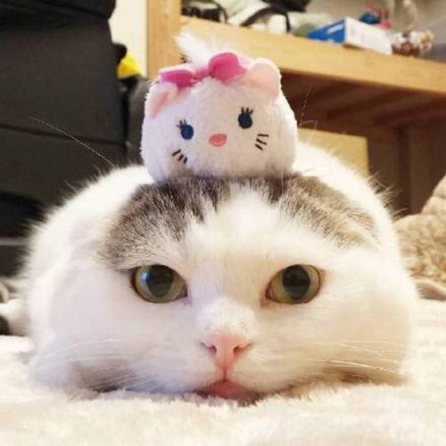 �ÿ��ĳ���è���ִ�ȫ�ȶ������-�ɰ���