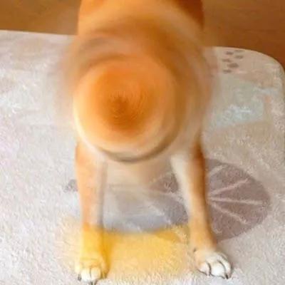 ���԰���������������������-�ɰ���