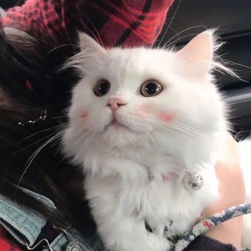 ������ճ�˵ĳ���è���ִ�ȫ���ƶ������-�ɰ���