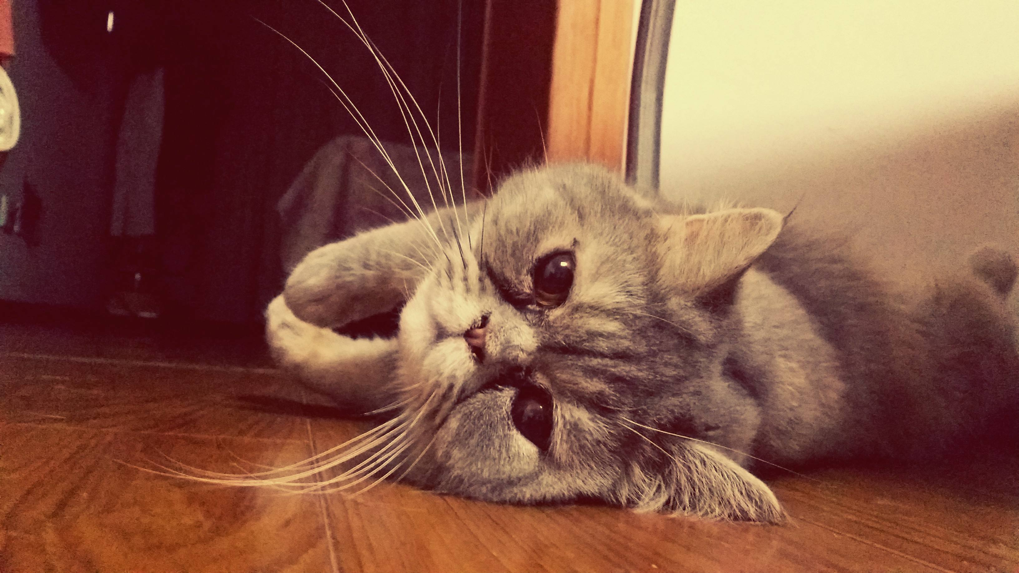 有意思有深度内涵的谐音网名,無心插柳柳橙汁