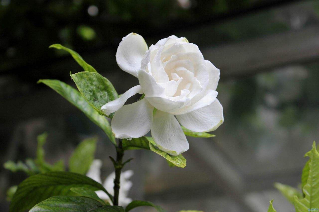 带栀子花的名字,关于栀子花的女生小清新网名1