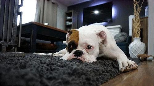 ×îÐÂÓд´ÒâµÄ³èÎïÃû×Ö»ñµÃ¸ü¶àµÄ¹Ø×¢-¿É°®µã