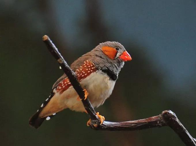 �ŷ���ζʮ��ĳ��������ּ�����˼-�ɰ���