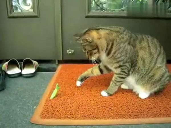 ��Ц�����ؿ�ζ������������Ļ���,����������