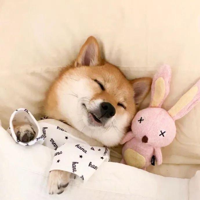 �����⾳��Ψ����������������Ϣ-�ɰ���