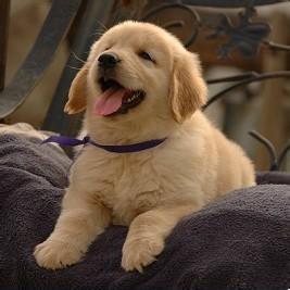 �е������ĳ��ﹷ���ִ�ȫ�ɰ�����-�ɰ���