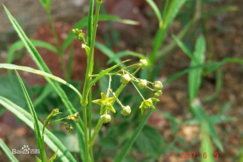 ���յ���ҩ�����ʺϵ�����Ŷ��