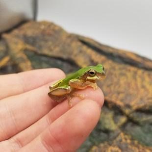 ����ϡ�г������ֳ�������-�ɰ���