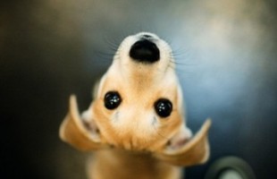 个性的四字网名带符号:蜡笔小妞o(≧v≦)o