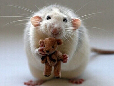 �����������ӷ���