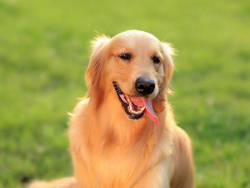 ���ﹷ��ʲô���ְ���������-�ɰ���