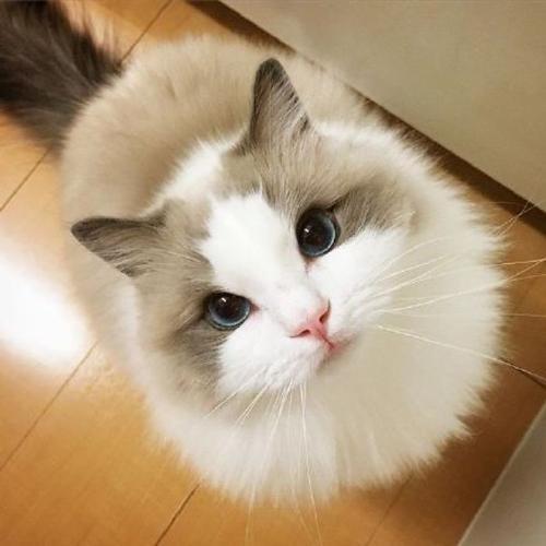 拉风的经典的宠物名字时尚就是一个圈-可爱点