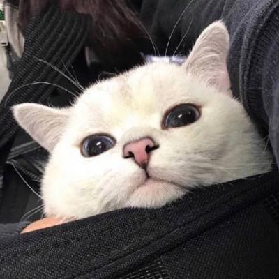 �������ȵ�è���������-�ɰ���