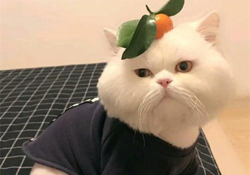 ��Ȥ�ֺ����ĸ�Ц���� ���鵭�˷��ΰ�