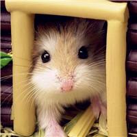 ����������������Ů�����Ӣ������-�ɰ���