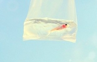 ѧ����Ц����������Ӣ����������������