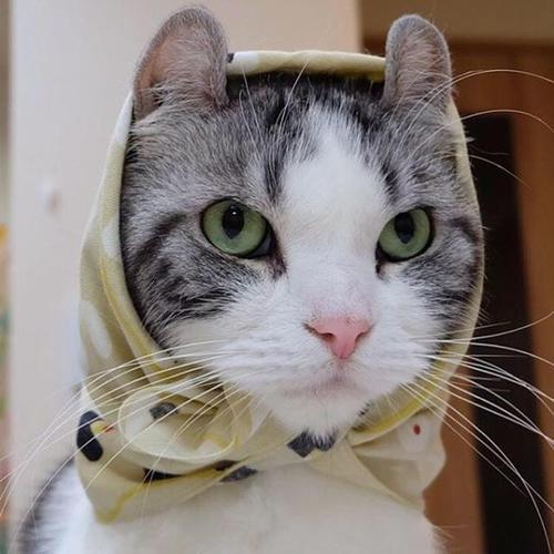 �Ƚ����ں��ĳ�����ʲô���ֺ�-�ɰ���