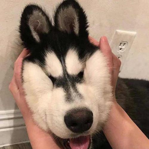 ����Ц�����Ƥ�������ֵ�ͣ������