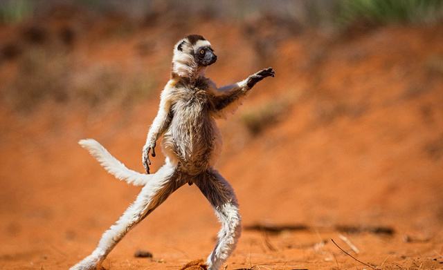 ��Ц�������°棬�ɵ������ ����С�ܲ�