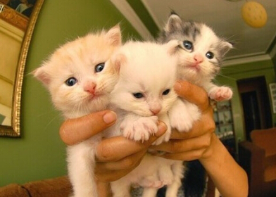 ����Ц����ĸ�Ц����