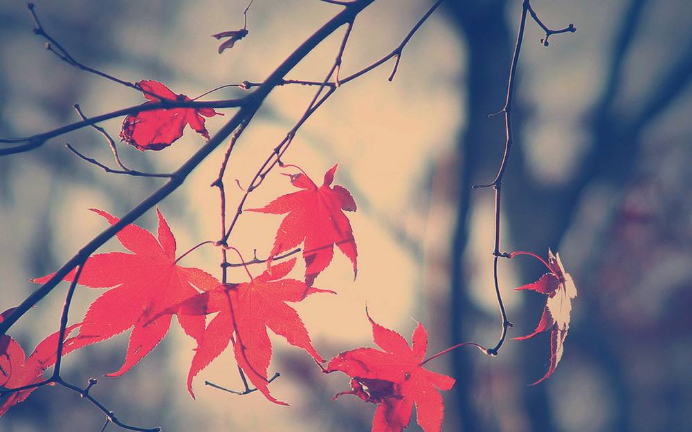 青春唯美伤感网名,年轻人该有的特权