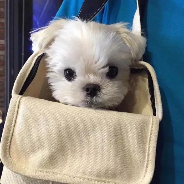 ���ﹷ���ִ�ȫʱ�г�����Ԣ�����ں�-�ɰ���