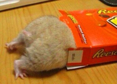 Ц���˵�����������Ц�������