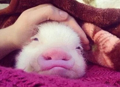 幽默搞笑四字网名,猥琐的四个字网名