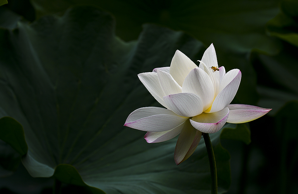 2017��ʫ�������󼯣�˧����Ů��ѡһ������