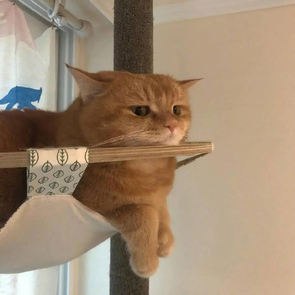 �����ÿ��ĳ������ֱ��һ��-�ɰ���