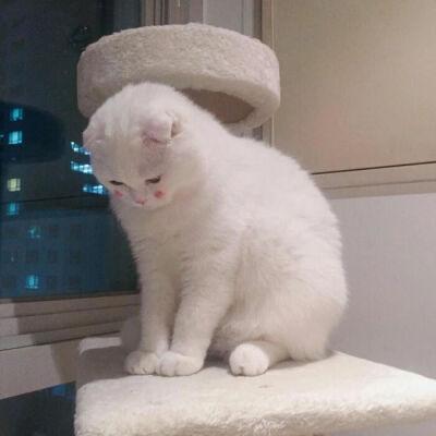 ��è����ȡ����ϸС�Ľ����Ķ�Ҫ���Ȼ���-�ɰ���