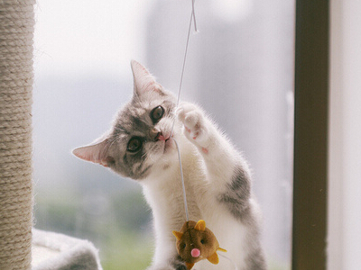 ��Ĭ��ֵ�������������Ȥ�������������