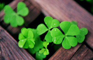 关于四叶草的网名,有关TFboys的QQ网名