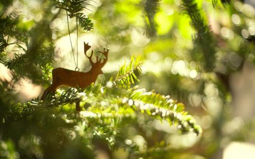 ɭϵ�Ƚϳ����������Բ������������