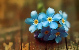 ����QQ��������2013�����ĩfǾޱ��