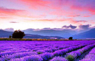 ������Ψ��������