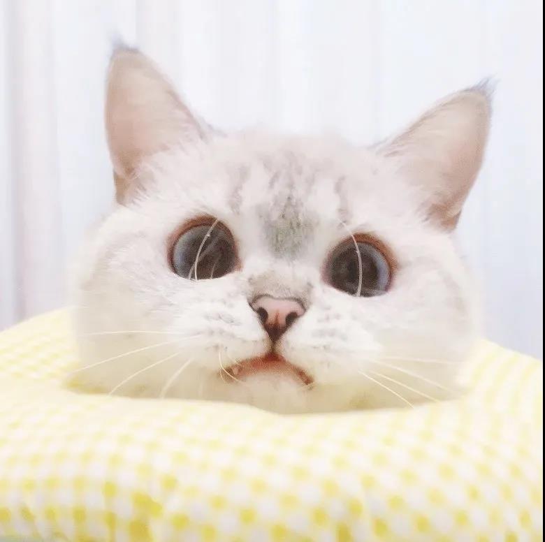 ����è��ʲô���ֺ�������ճ���ڻ������-�ɰ���