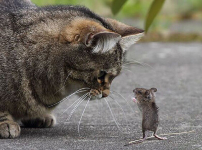 ����ֵĳ�ק����