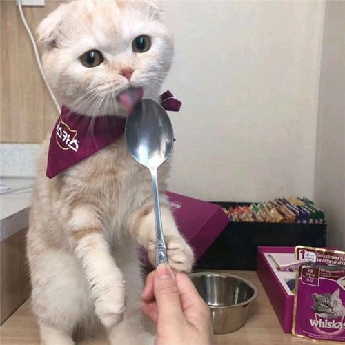 ��������è�ɰ����ִ�ȫ�����º�-�ɰ���