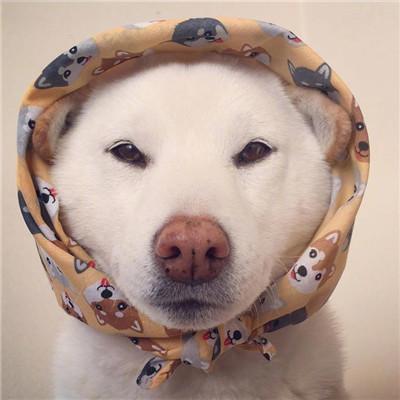 精选宠物狗的个性名字有内涵的-可爱点