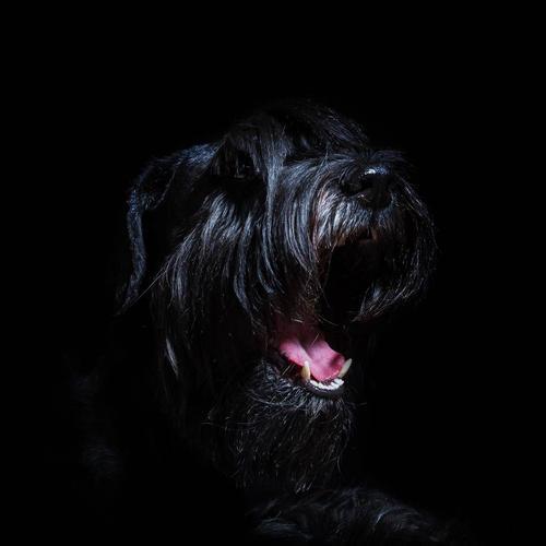 �����ĺ�ɫ���ﹷ�����ִ�ȫ���а�ȫ��-�ɰ���