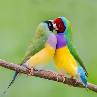 ���������ִ�ȫ�ɰ�ʫ��Ψ���续����-�ɰ���