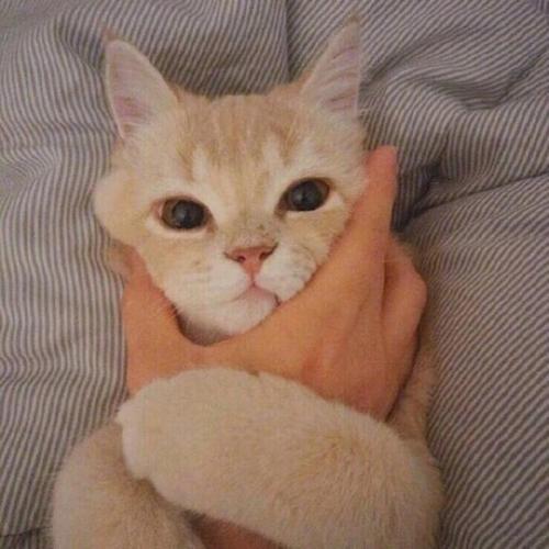 �������ȵ����³���è���ִ�ȫ���ߴ���-�ɰ���