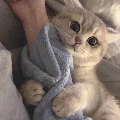 ������Ȥ����˼�������ֱ�����-�ɰ���