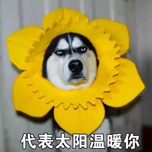 优秀的沙雕搞笑群昵称很皮很好玩-可爱点